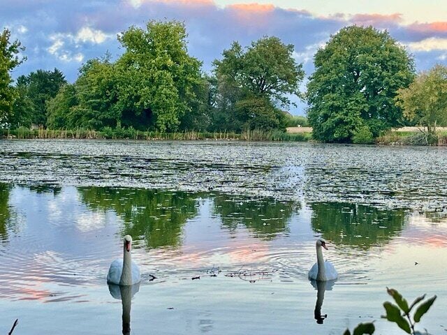 Deux étangs à vendre à Ueberstrass en France - photo 1